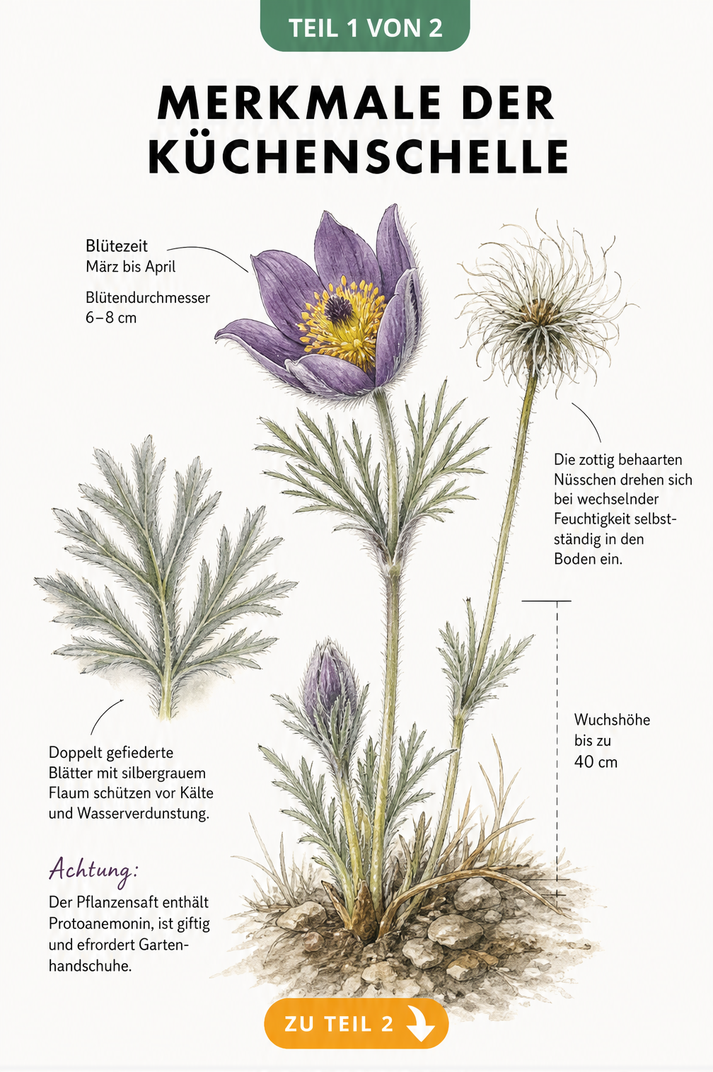 Botanische Illustration der Küchenschelle mit Details zu Blüte, Blättern und Samenstand