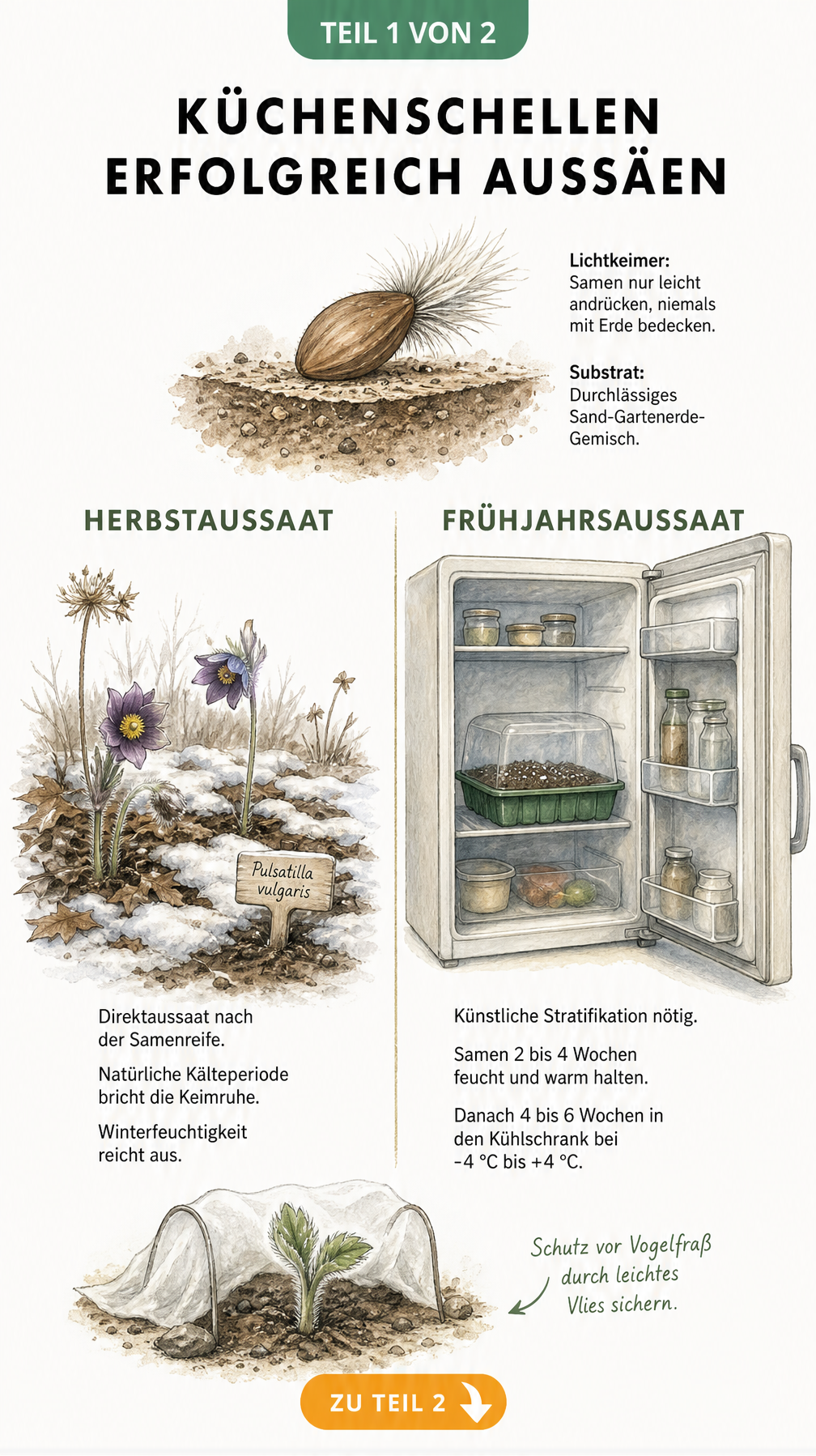 Illustration der Aussaat von Küchenschellen im Herbst und Frühjahr mit Samen und Sämling