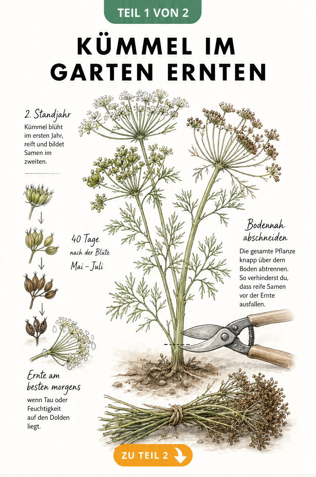 Botanische Illustration einer Kümmelpflanze, die den Reifeprozess der Samen und den richtigen Schnitt zur Ernte zeigt.