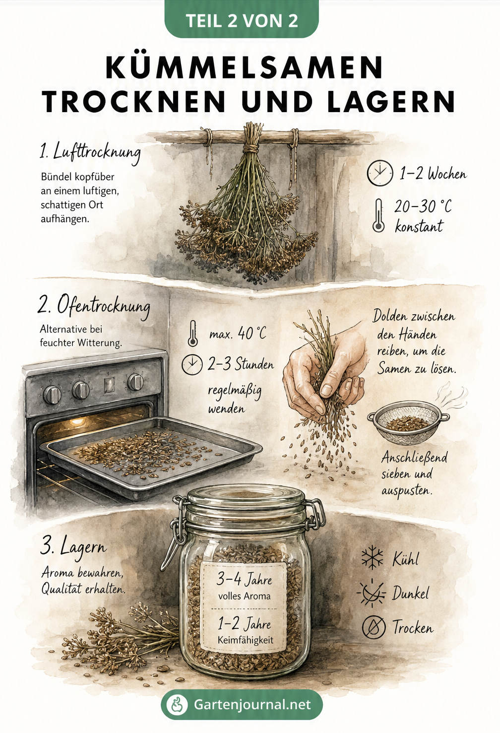 Illustration zum Trocknen und Lagern von Kümmelsamen, mit Methoden wie Lufttrocknung und Ofentrocknung sowie der Aufbewahrung im Bügelglas.