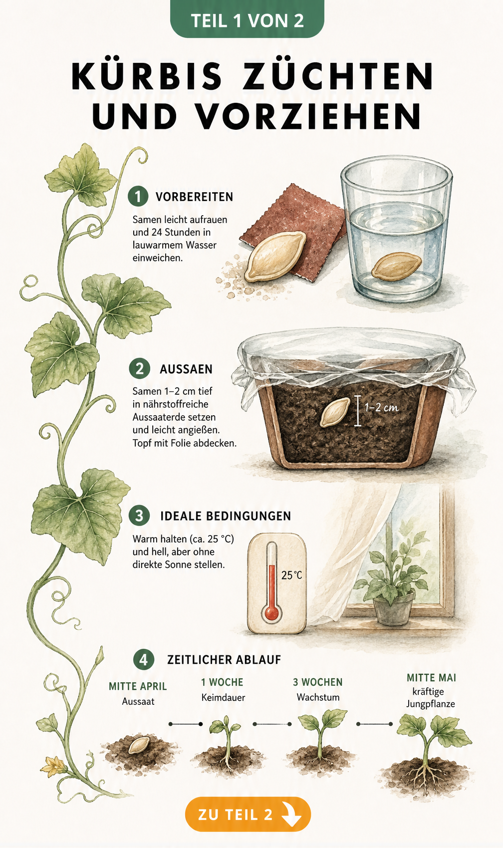 Illustration der Kürbis-Anzucht vom Samen bis zur Jungpflanze mit Temperatur- und Zeitangaben