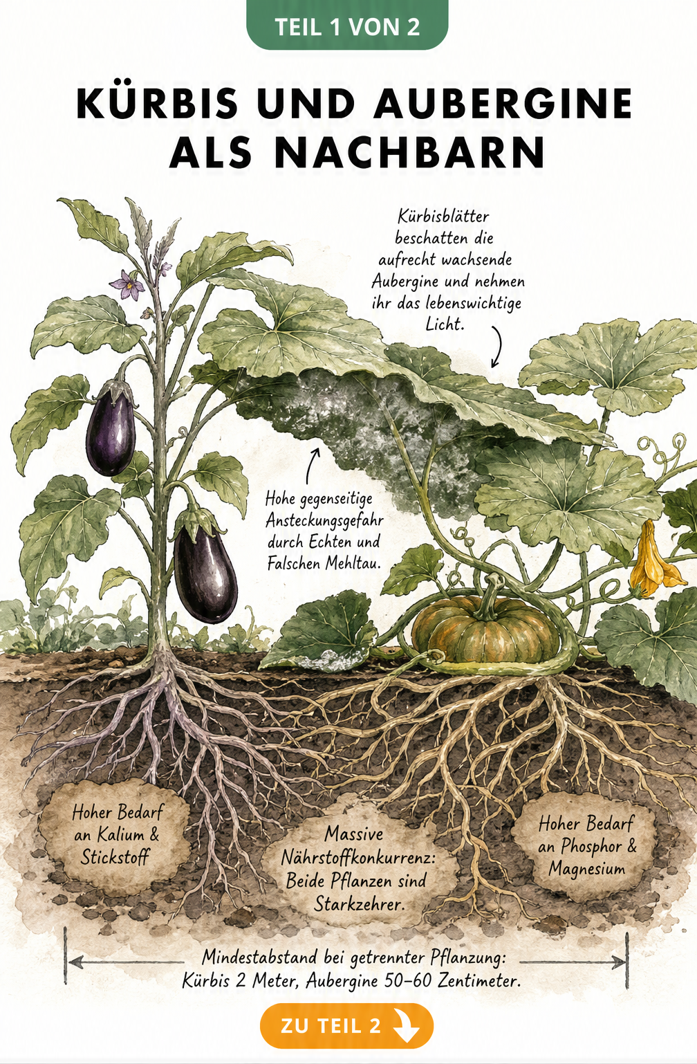 Querschnitt eines Gartenbeets mit Aubergine und Kürbis, die um Licht und Nährstoffe konkurrieren