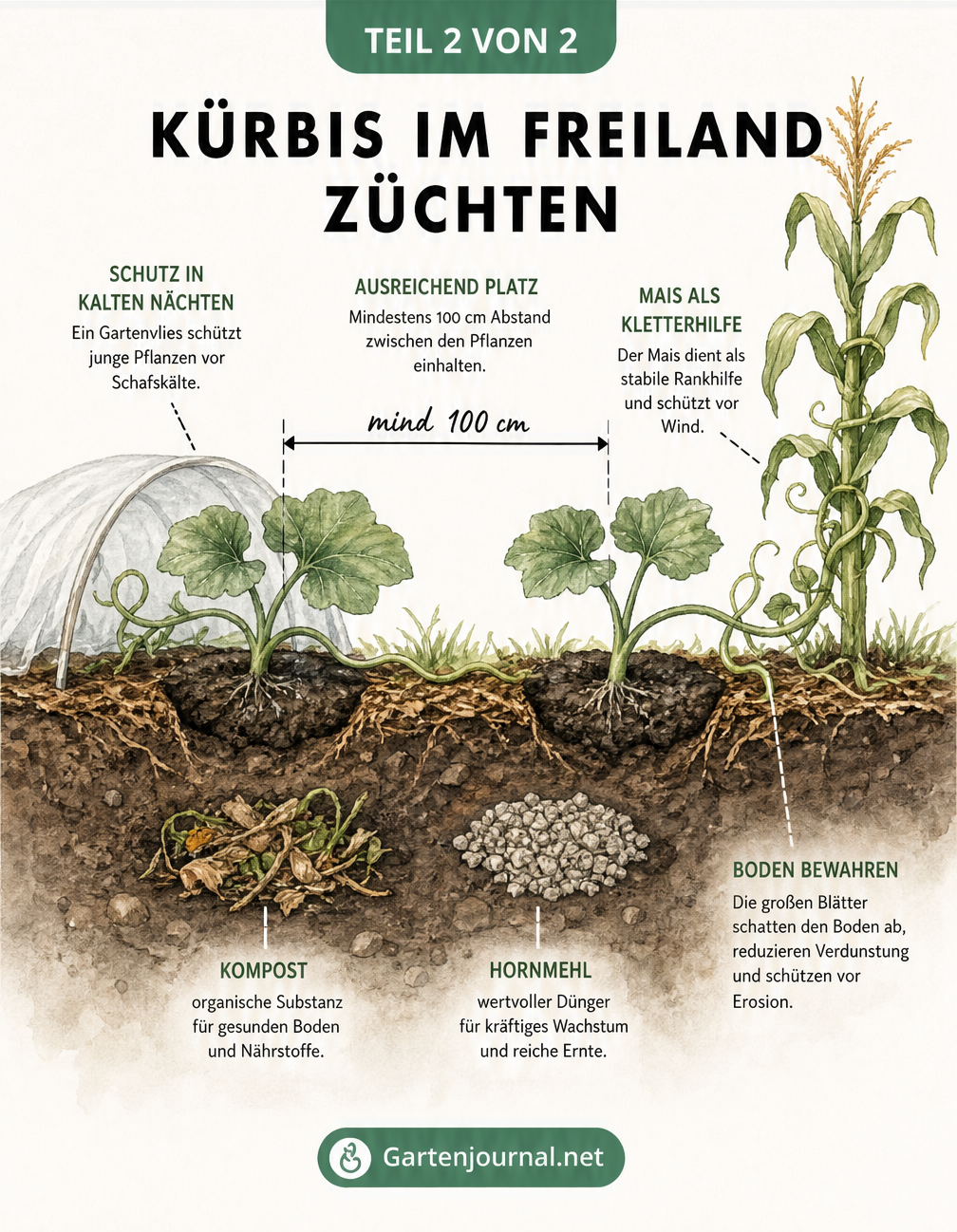 Querschnitt eines Gartenbeets mit Kürbispflanzen, Pflanzabstand, Bodenschichten und Mais als Kletterhilfe