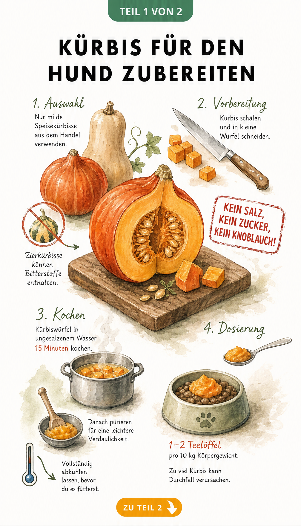 Illustration der Zubereitung von Kürbis für Hunde mit Auswahl, Vorbereitung, Kochen und Dosierung