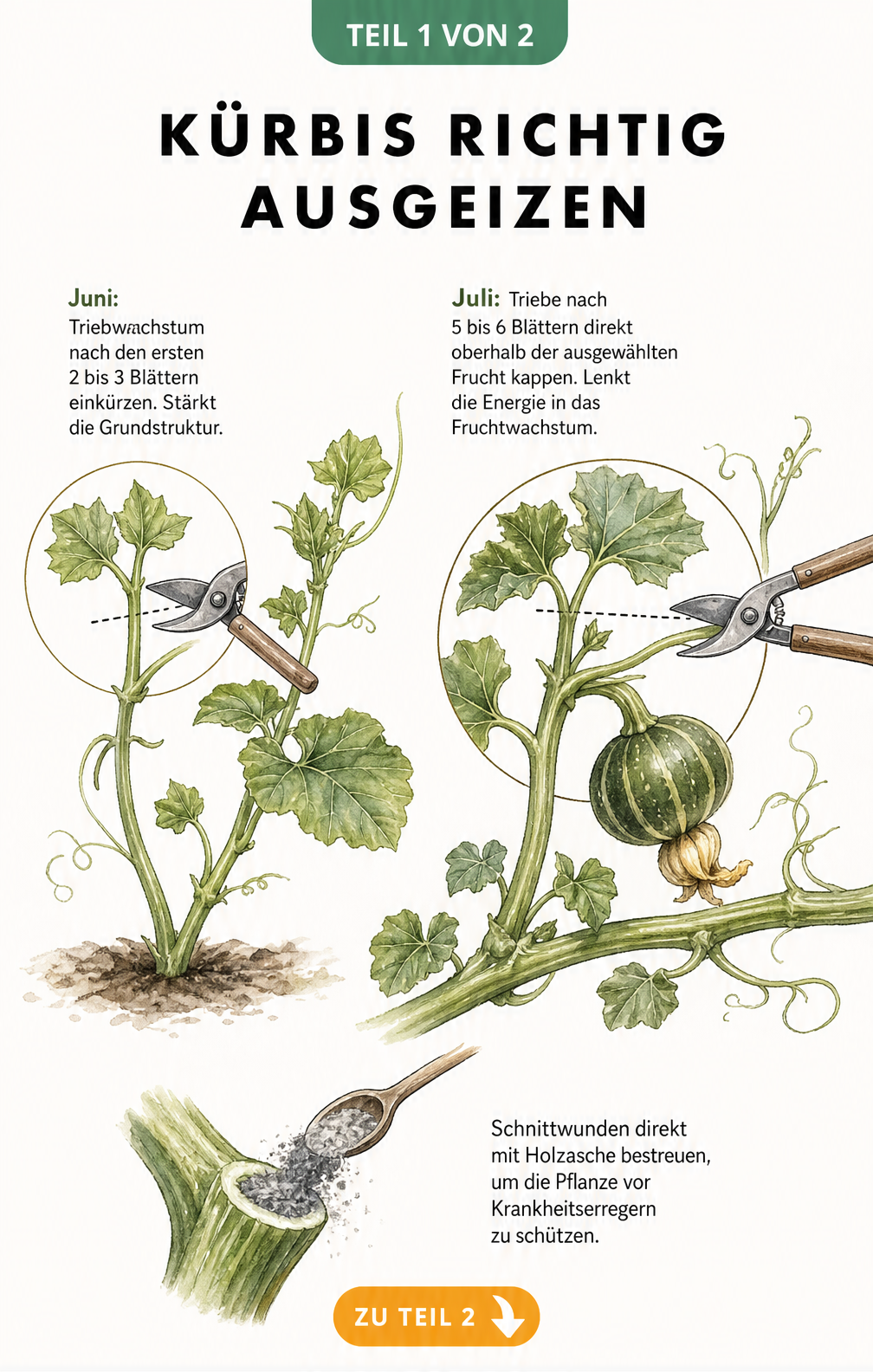 Botanische Illustration einer Kürbispflanze, die den Rückschnitt der Ranken im Juni und Juli zeigt, inklusive Behandlung der Schnittwunde mit Holzasche.