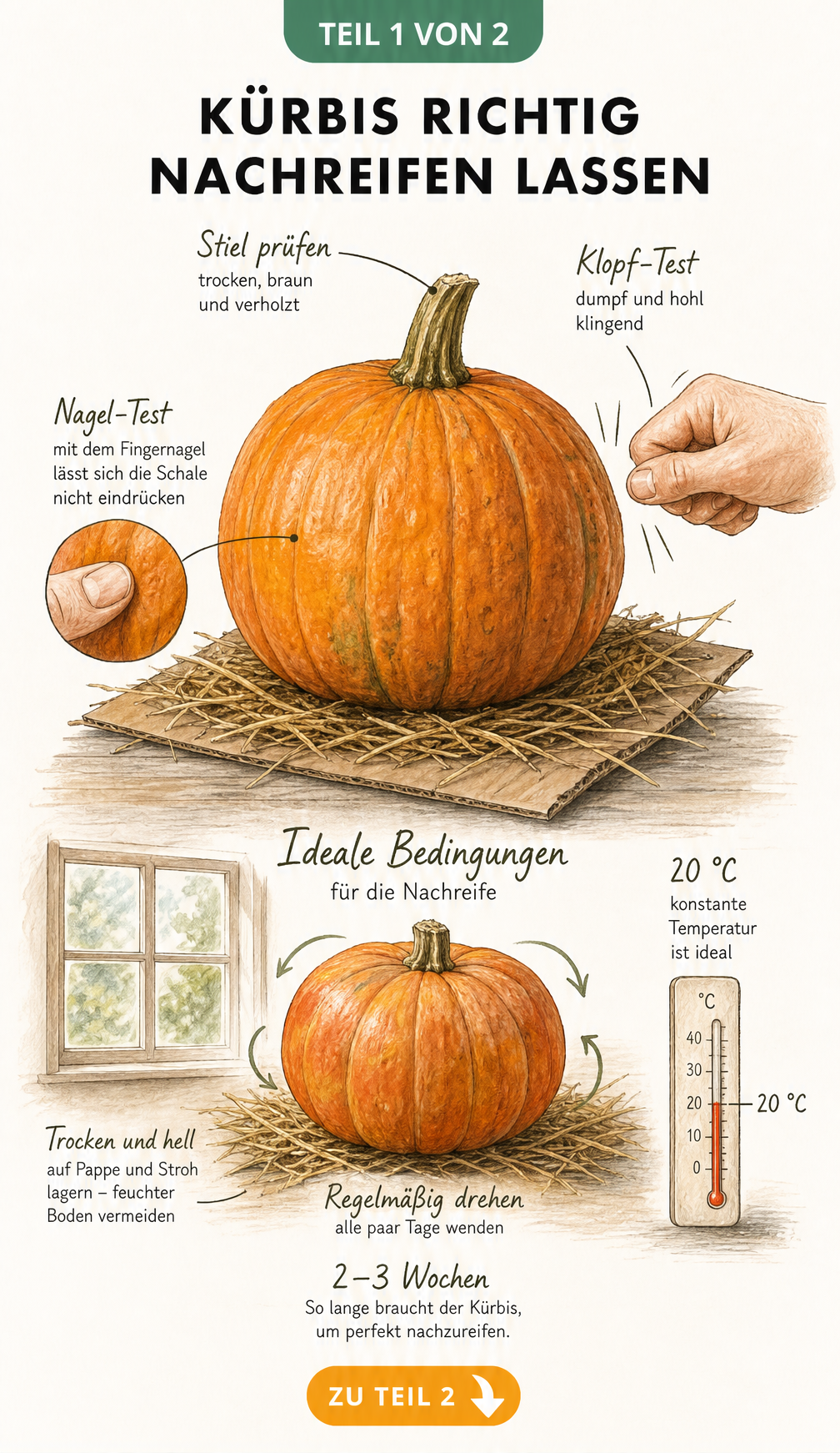 Illustration eines Kürbisses mit Hinweisen zum Reifetest wie Klopftest und Fingernagel-Test sowie den idealen Bedingungen zum Nachreifen bei 20 Grad