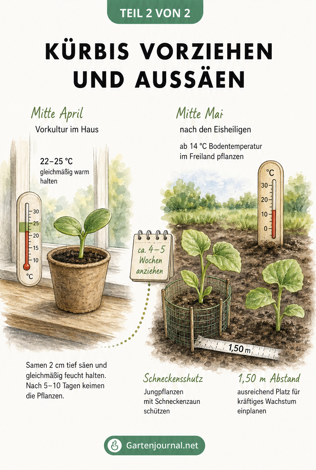 Zeitstrahl zur Kürbisaussaat: Mitte April Vorkultur im Haus bei 22 bis 25 Grad, Mitte Mai Auspflanzen ins Freiland bei mindestens 14 Grad Bodentemperatur und...