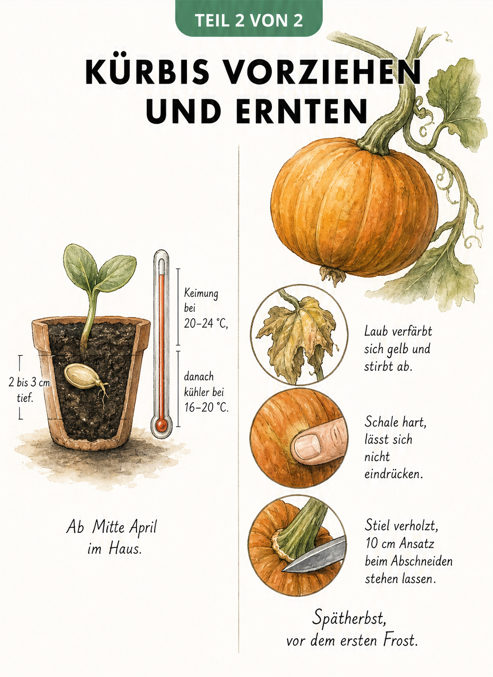 Botanische Illustration zur Kürbisanzucht im Topf mit Temperaturangaben und Details zur Erntereife wie verfärbtem Laub und verholztem Stiel.