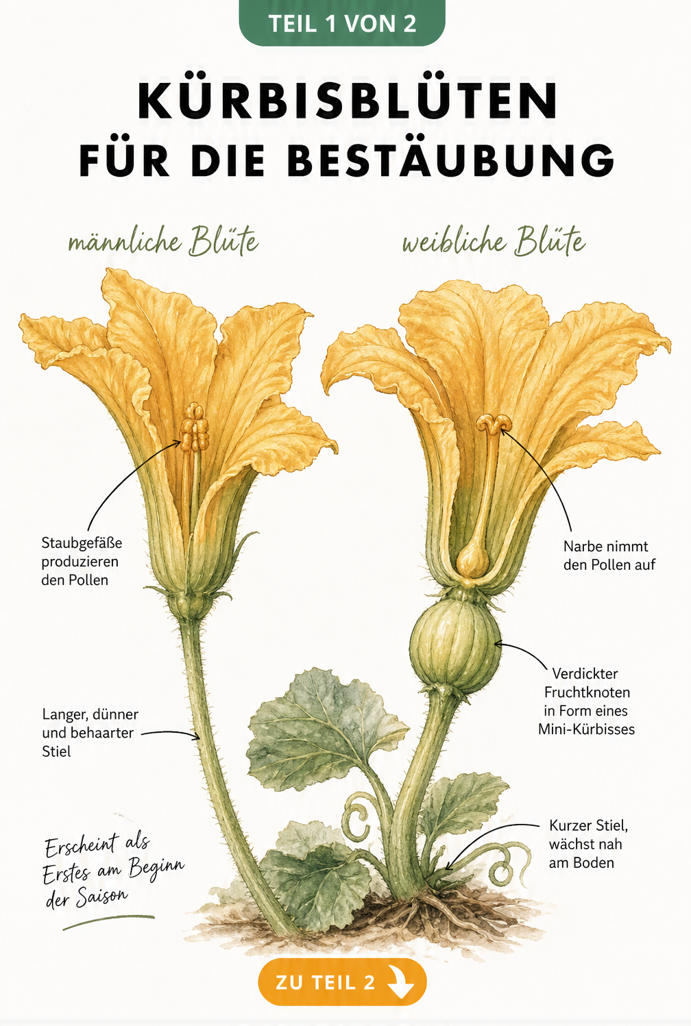 Botanische Illustration von männlichen und weiblichen Kürbisblüten im direkten Vergleich