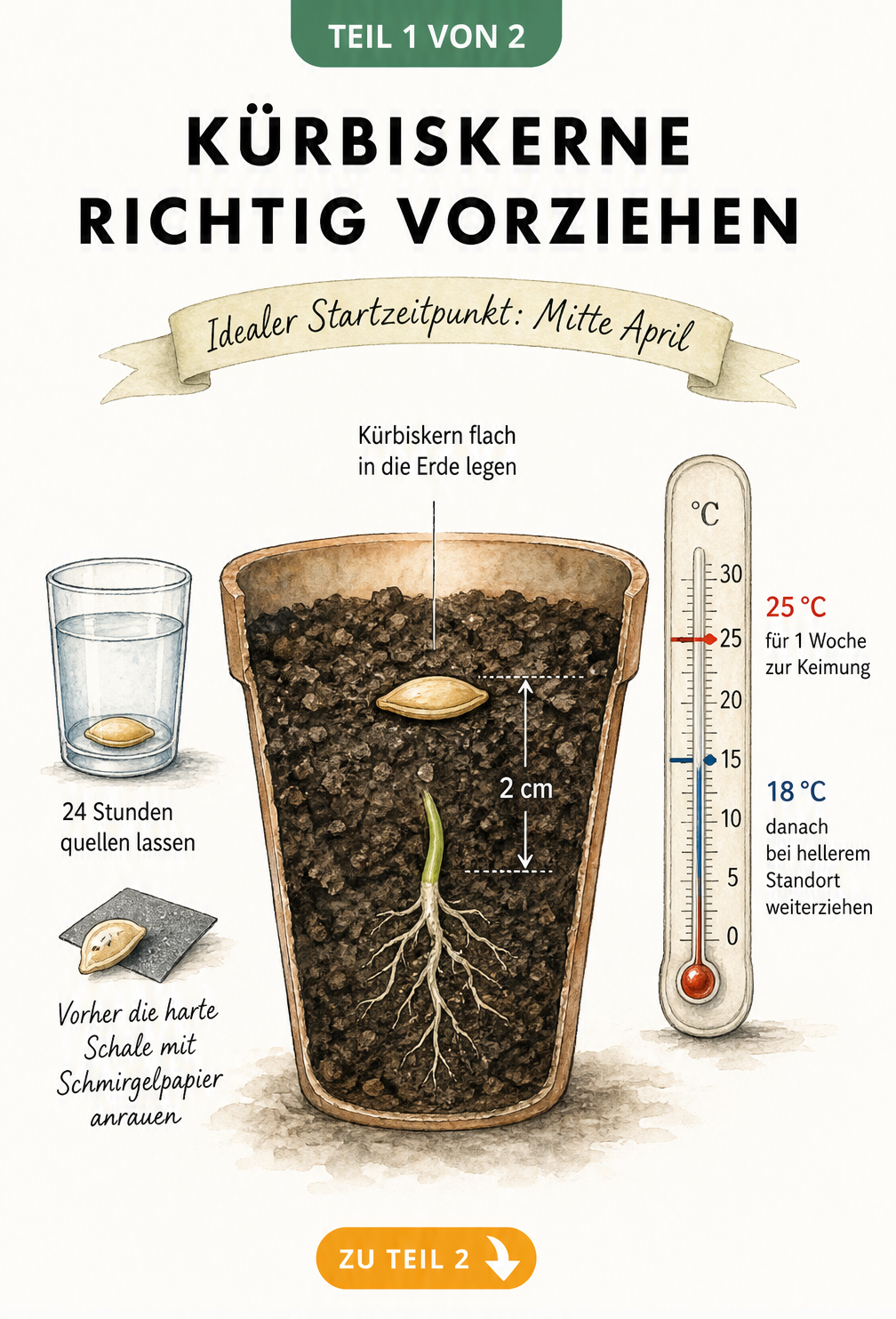 Botanische Illustration eines Anzuchttopfes im Querschnitt mit Kürbiskern, Pflanztiefe, Wasserglas und Thermometer
