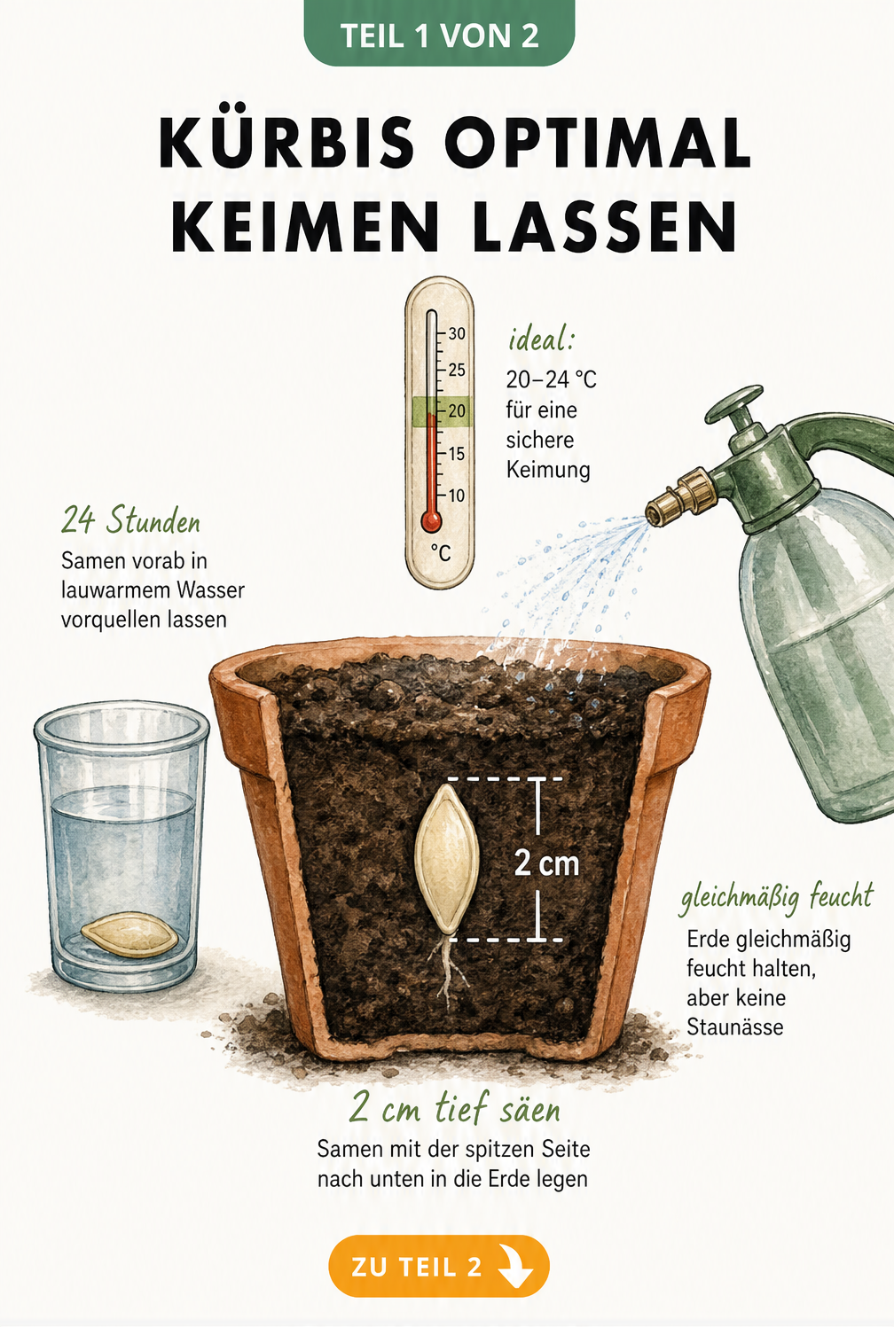 Querschnitt eines Anzuchttopfes mit Kürbissamen, der 2 cm tief in der Erde liegt, daneben ein Wasserglas zum Vorquellen und ein Thermometer mit 20 bis 24 Grad.