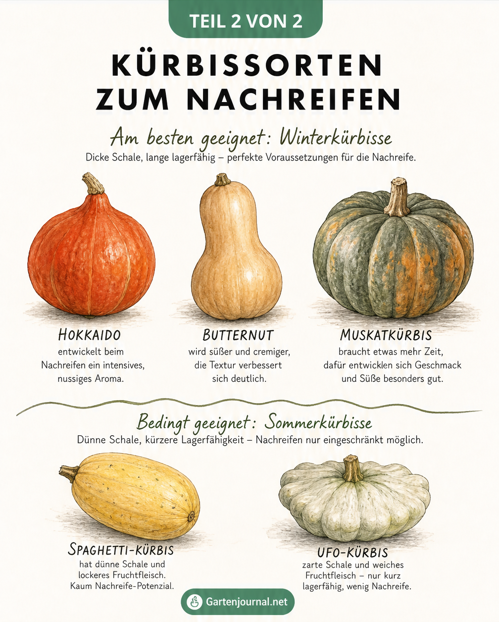 Übersicht verschiedener Kürbissorten wie Hokkaido, Butternut und Muskatkürbis mit Hinweisen zu ihrer Eignung für das Nachreifen