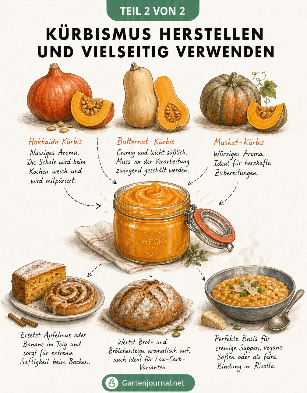 Botanische Illustration von Hokkaido, Butternut und Muskat-Kürbis sowie Gerichten mit Kürbismus wie Kuchen, Brot und Risotto.