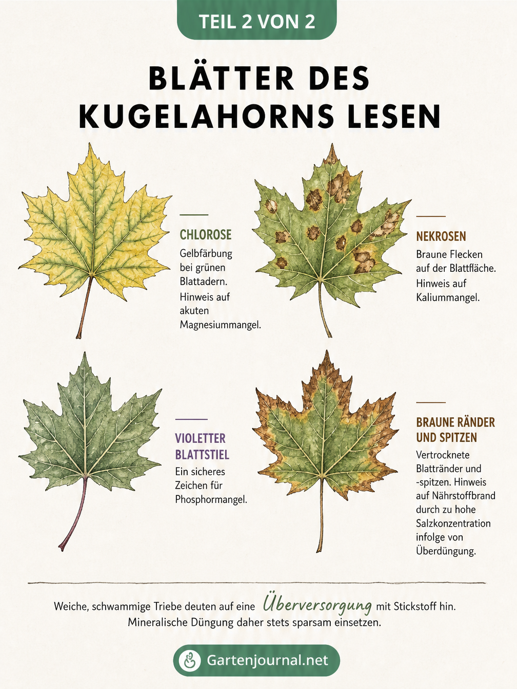 Illustration von vier Ahornblättern, die typische Mangelerscheinungen wie Chlorose, Nekrose, Phosphormangel und Nährstoffbrand zeigen.