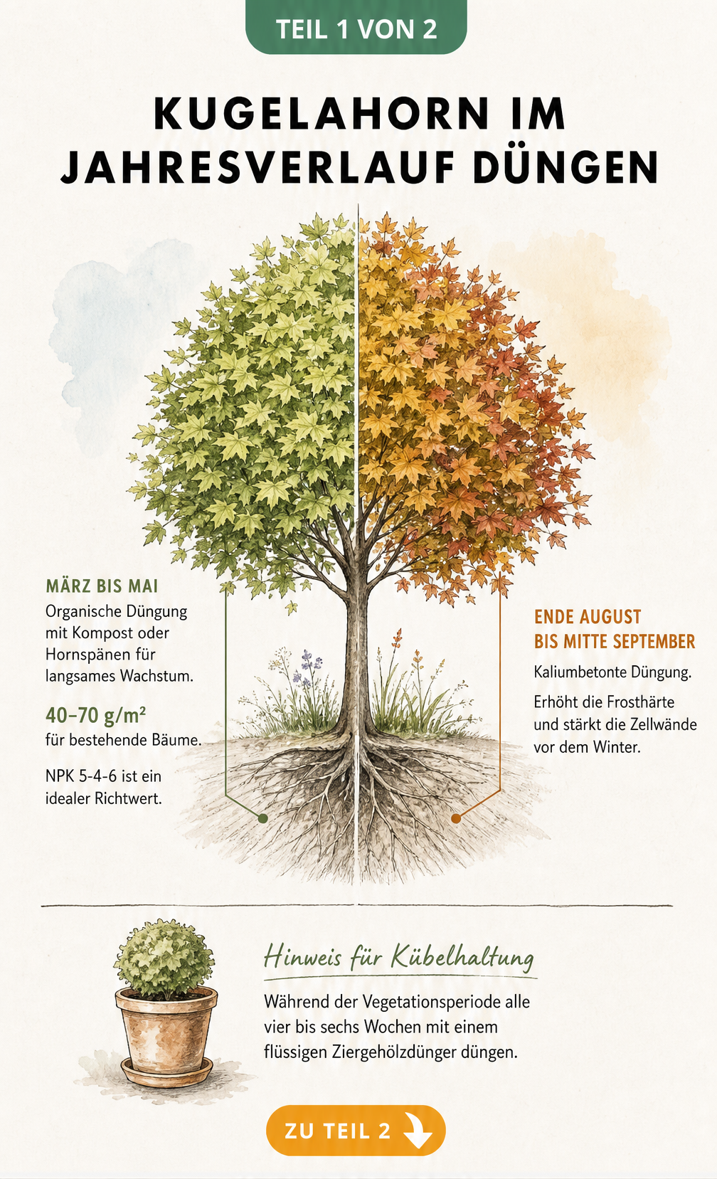 Botanische Illustration eines Kugelahorns im Querschnitt, die den Düngebedarf im Frühjahr und Herbst sowie bei Kübelhaltung zeigt.