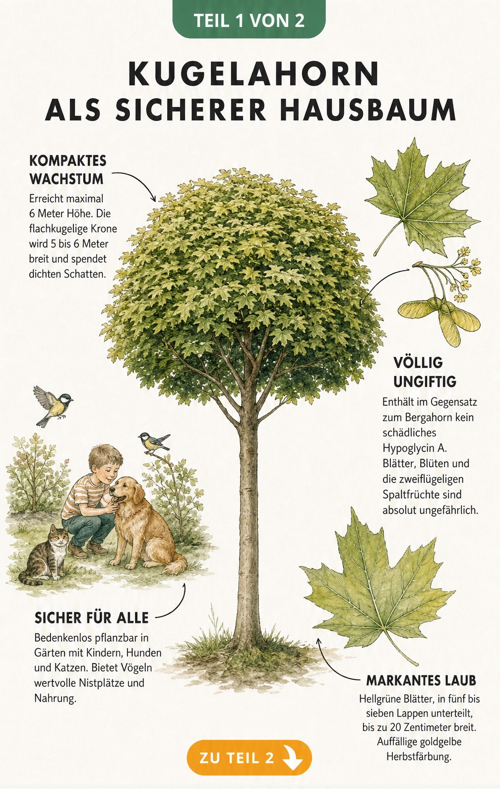 Botanische Illustration eines Kugelahorns mit Erklärungen zu Wuchs, Blättern und Ungiftigkeit