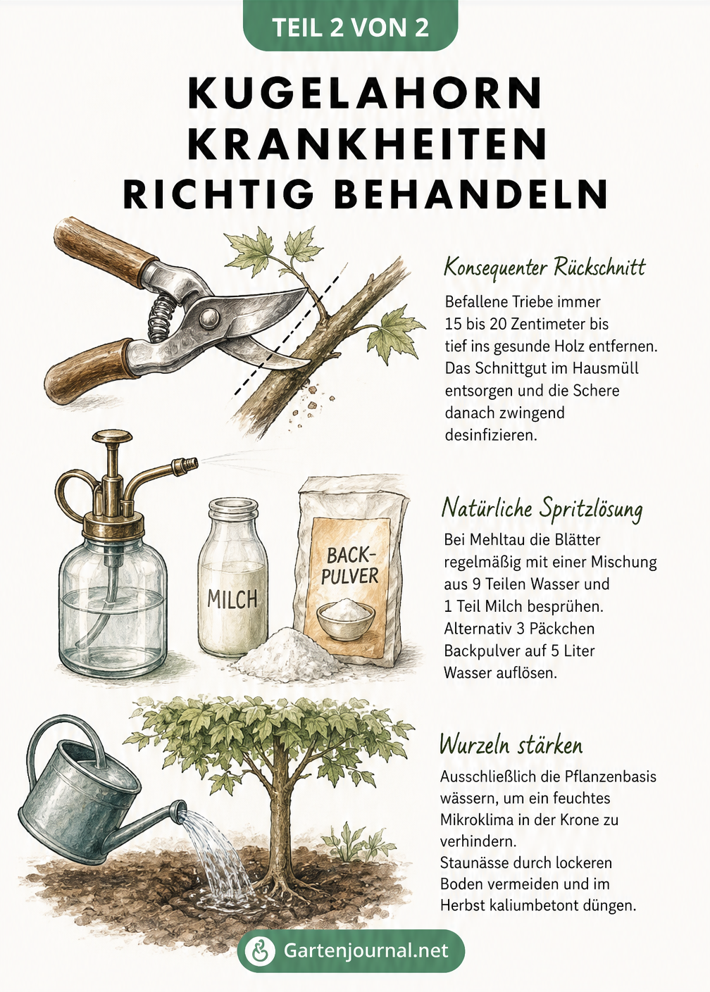 Illustration von Gartenschere, Sprühflasche mit Milch und Backpulver sowie einer Gießkanne zur Behandlung von Kugelahorn-Krankheiten