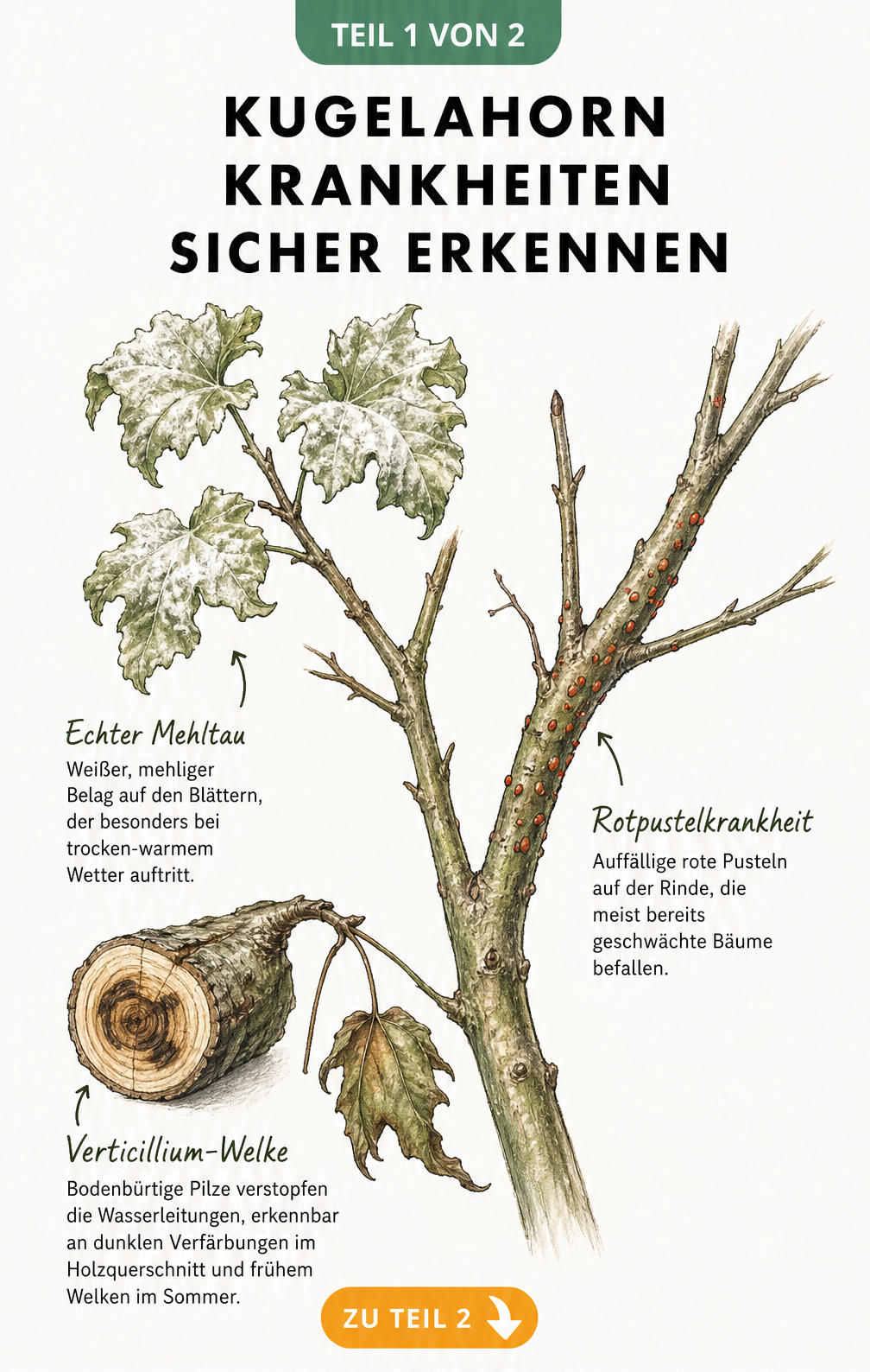 Botanische Illustration eines Kugelahorn-Zweiges mit Schadbildern von Echtem Mehltau, Rotpustelkrankheit und Verticillium-Welke