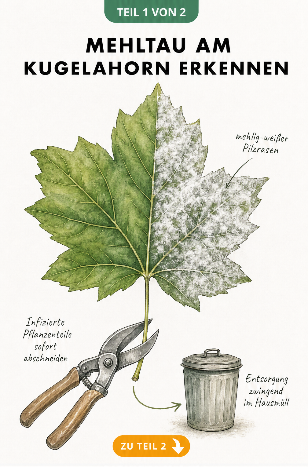 Illustration eines Kugelahornblattes mit mehlig-weißem Pilzrasen und einer Gartenschere