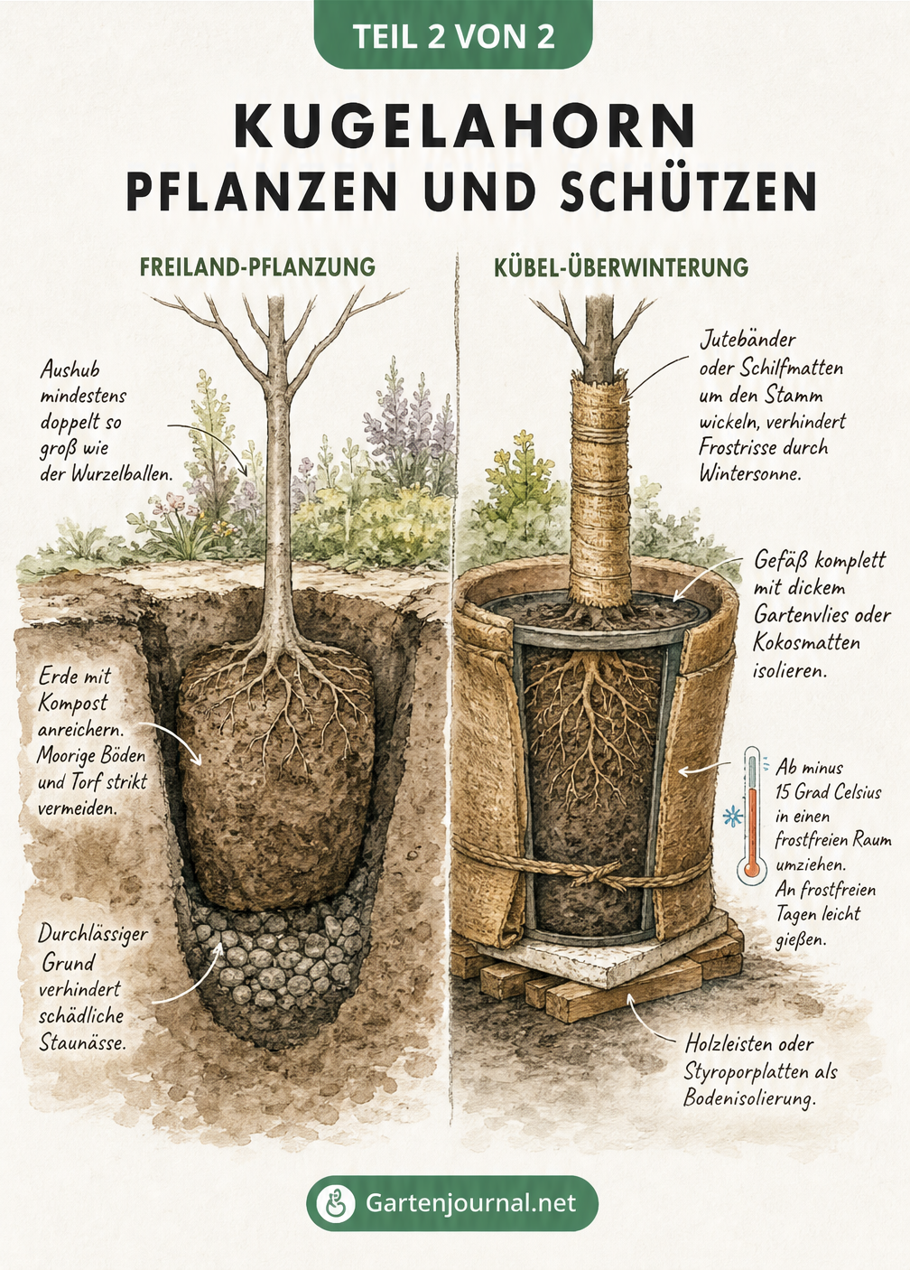 Querschnitt-Zeichnung zur Pflanzung eines Kugelahorns im Freiland und zur Überwinterung im Kübel