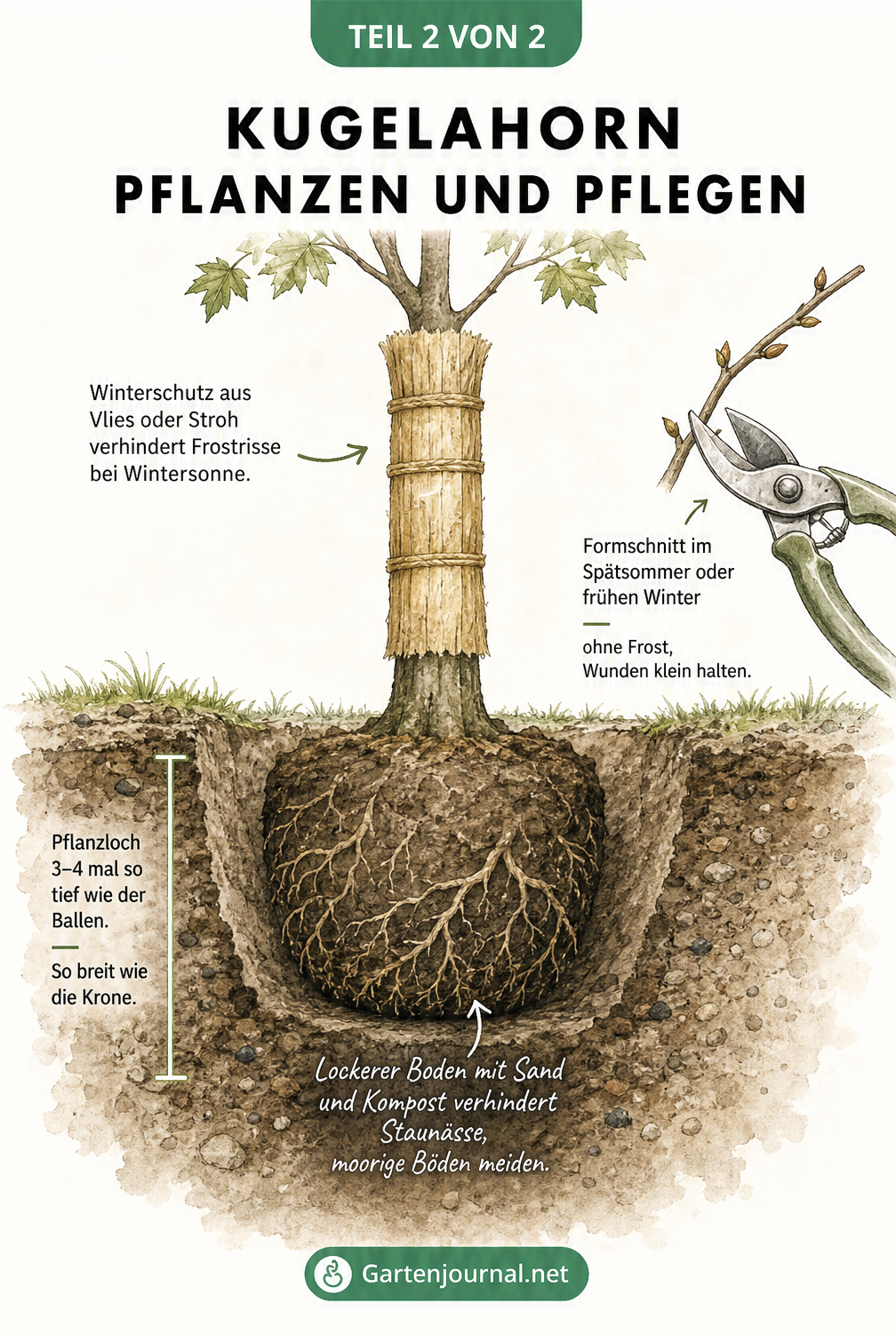 Illustration eines frisch gepflanzten Kugelahorns mit Erdschnitt, Winterschutz und Formschnitt