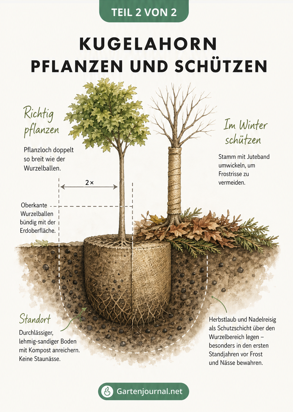 Querschnittszeichnung zur Pflanzung eines Kugelahorns mit Wurzelballen, Komposterde und Winterschutz durch Juteband und Laubschicht