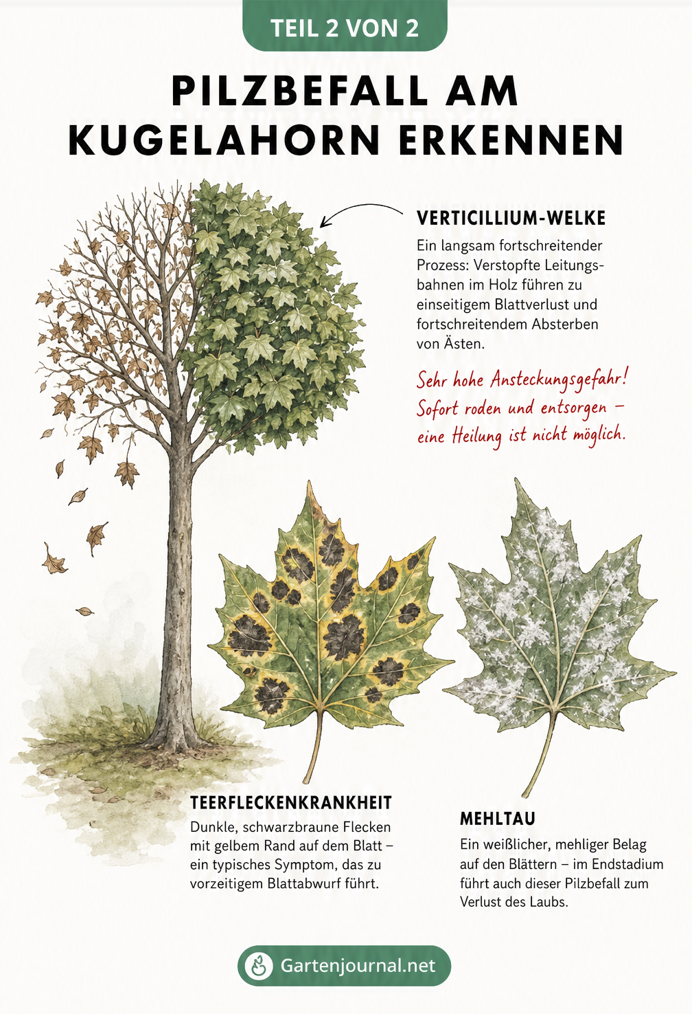 Illustration eines Kugelahorns mit einseitigem Blattverlust durch Verticillium-Welke sowie Detailansichten von Blättern mit Teerfleckenkrankheit und Mehltau.