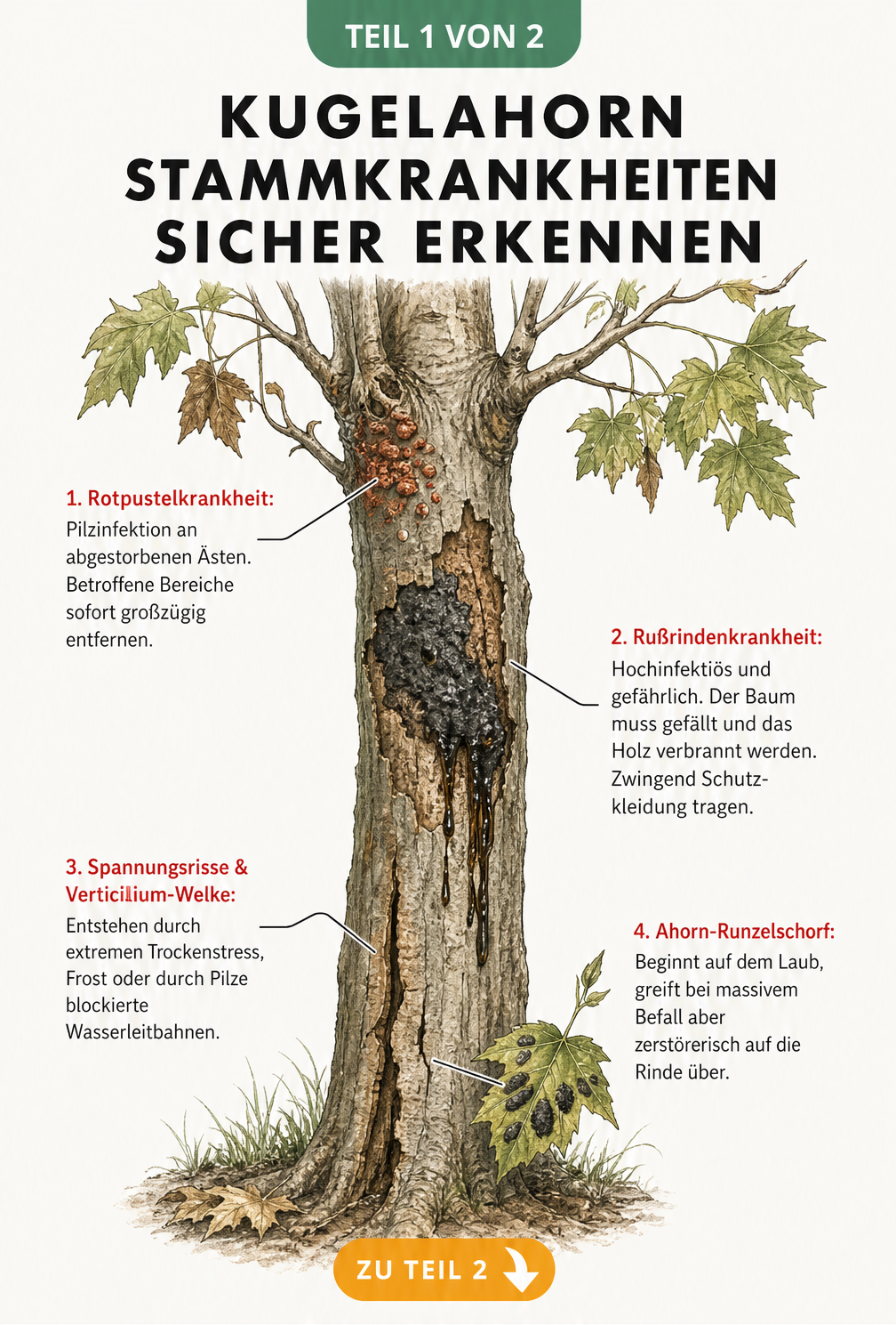 Botanische Illustration eines Kugelahorn-Stamms mit Symptomen von Rotpustelkrankheit, Rußrindenkrankheit, Spannungsrissen und Ahorn-Runzelschorf