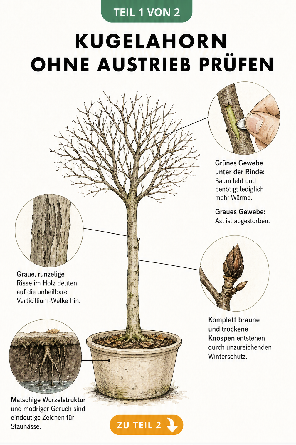 Illustration eines blattlosen Kugelahorns mit Detailansichten zur Diagnose von fehlendem Austrieb wie grünes Gewebe, Risse in der Rinde, erfrorene Knospen und...