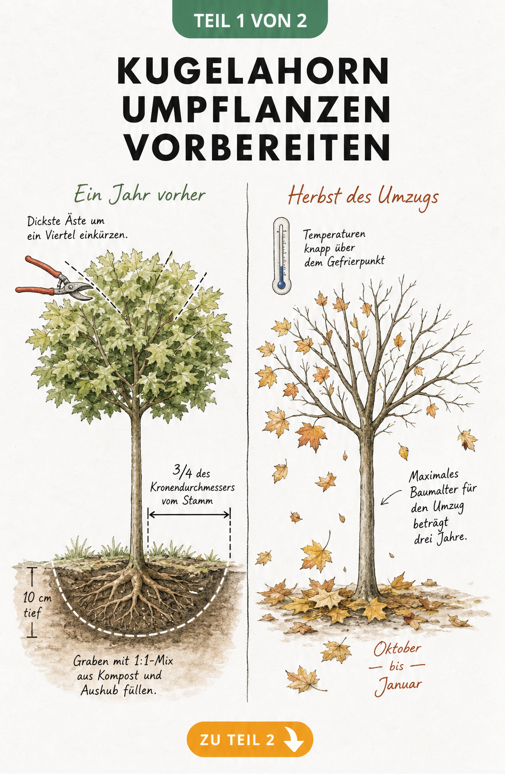 Skizze zur Vorbereitung des Umpflanzens eines Kugelahorns mit Markierungen für Wurzelgraben und Kronenrückschnitt