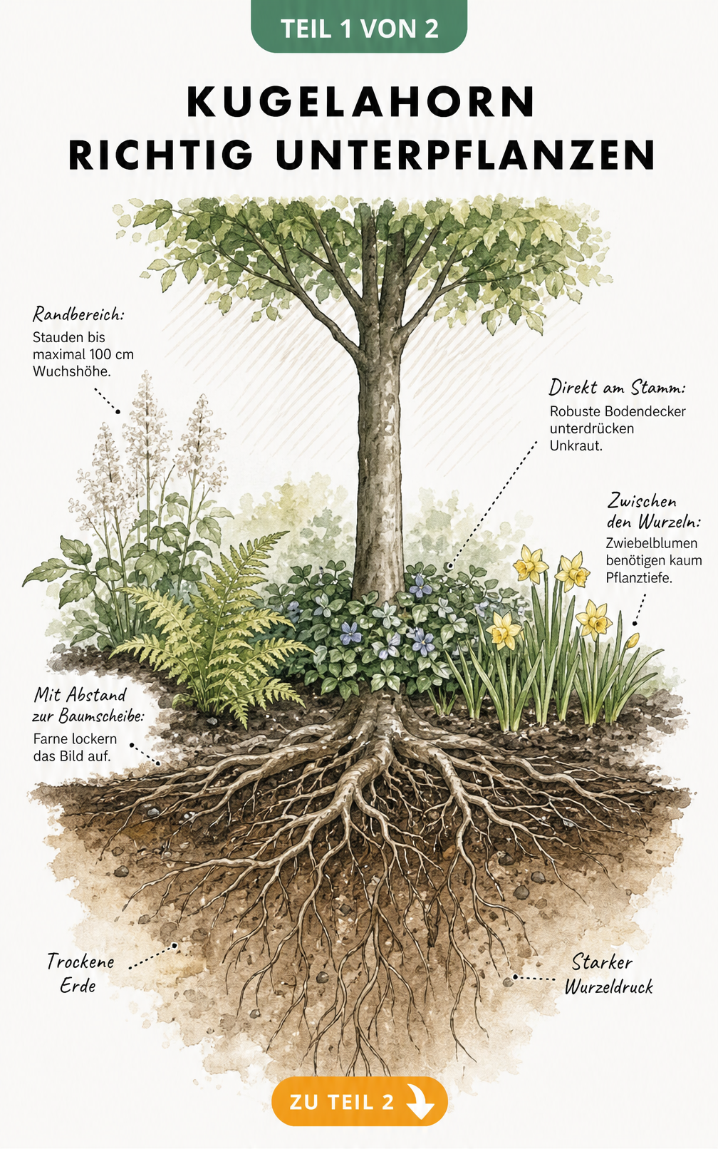 Querschnitt-Illustration eines Kugelahorns mit vier Pflanzzonen: Bodendecker am Stamm, Zwiebelblumen zwischen Wurzeln, Farne mit Abstand und Stauden im...