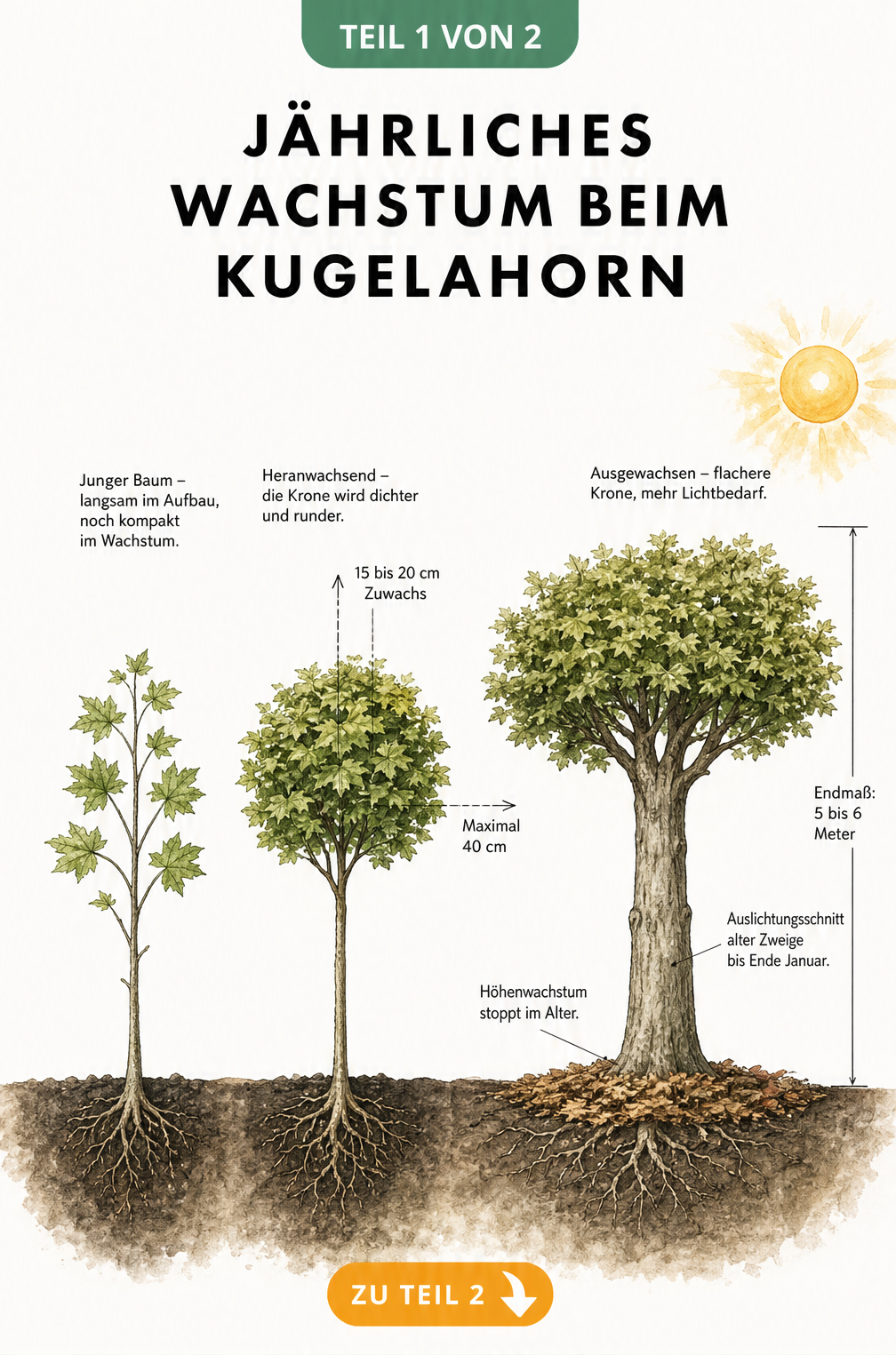 Illustration der drei Lebensphasen eines Kugelahorns mit jährlichem Zuwachs und Endmaß