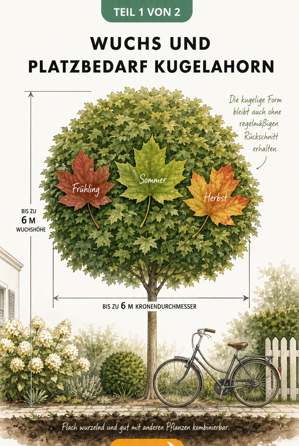 Illustration eines ausgewachsenen Kugelahorns im Vorgarten mit Maßlinien für Höhe und Kronendurchmesser sowie Blättern im jahreszeitlichen Farbwechsel