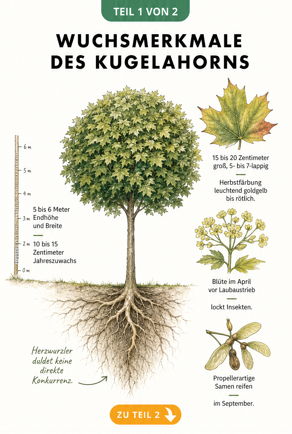 Botanische Illustration des Kugelahorns mit Messlatte, Wurzelquerschnitt, Blatt, Blüte und Samen