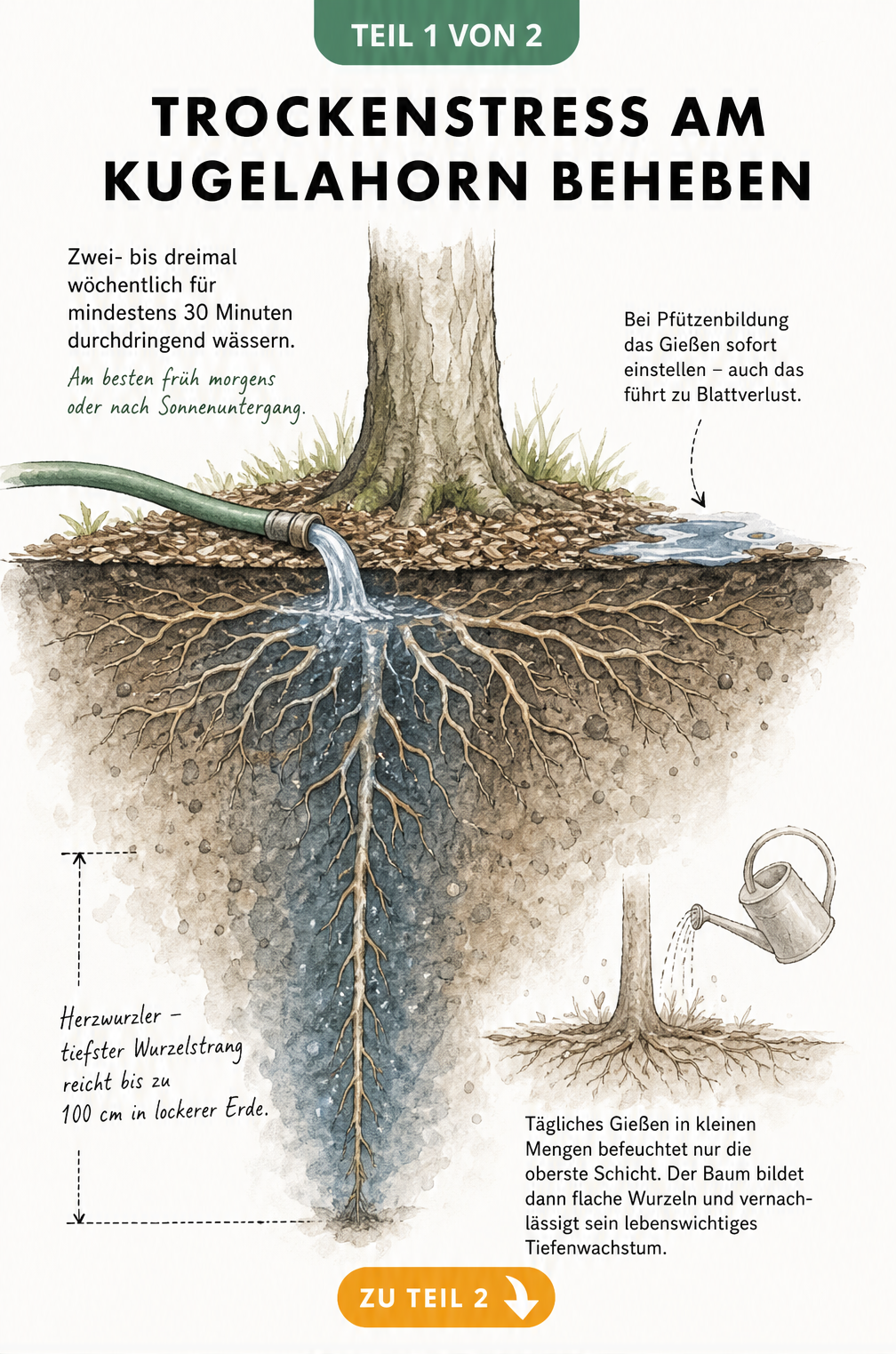 Querschnitt durch den Boden unter einem Kugelahorn mit flachen Wurzeln und einem tiefen Wurzelstrang, bewässert durch einen Gartenschlauch.