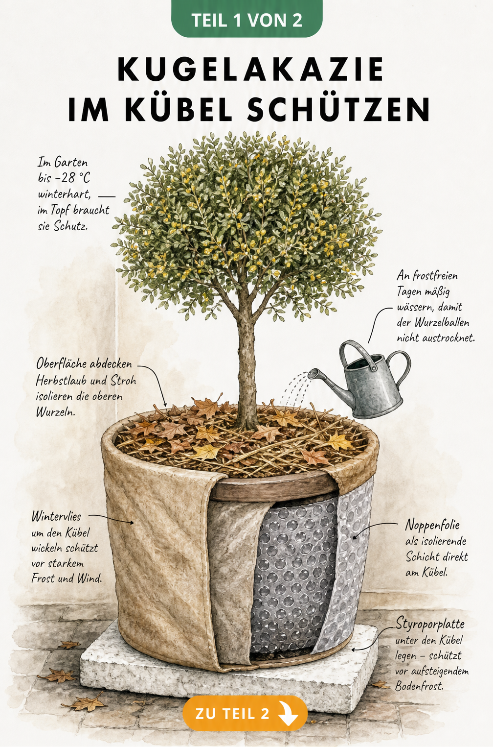 Illustration einer Kugelakazie im Kübel mit detailliertem Winterschutz wie Noppenfolie, Wintervlies und Styroporplatte