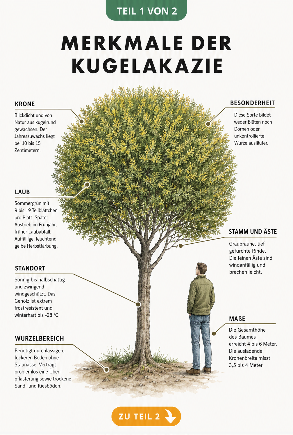 Botanische Illustration der Kugelakazie mit Details zu Krone, Laub, Stamm, Standort und Wurzelbereich