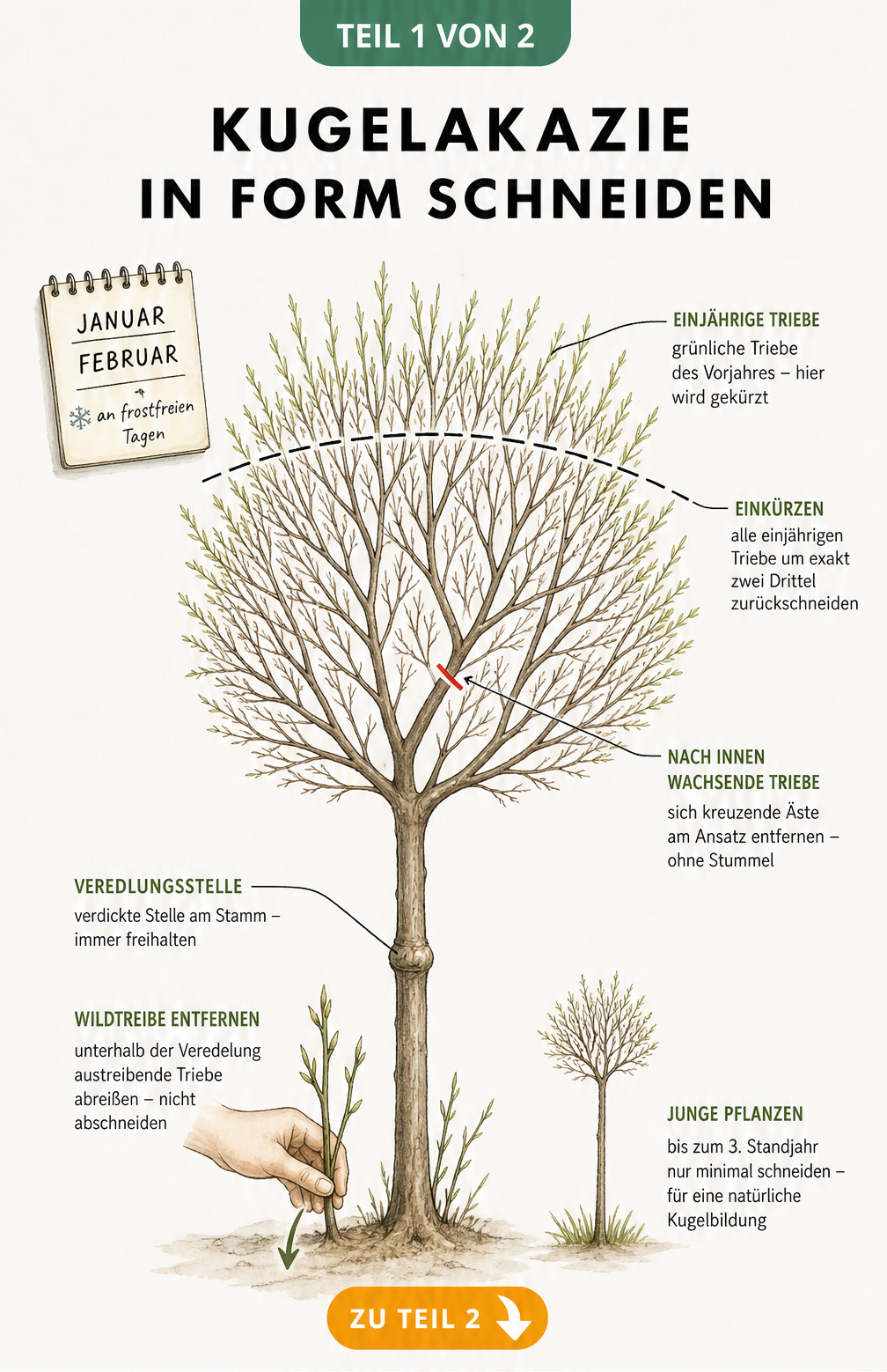 Botanische Illustration einer unbelaubten Kugelakazie im Winter mit Markierungen für den Rückschnitt, Wildtriebe und Veredelungsstelle