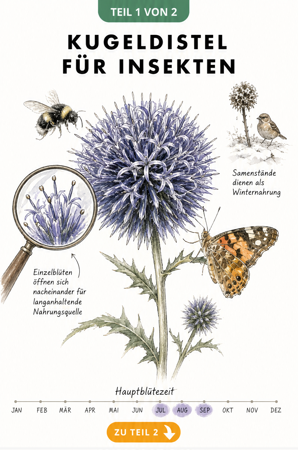 Botanische Zeichnung einer blau-violetten Kugeldistel-Blüte mit Lupe, die Einzelblüten zeigt, umgeben von Hummel und Schmetterling
