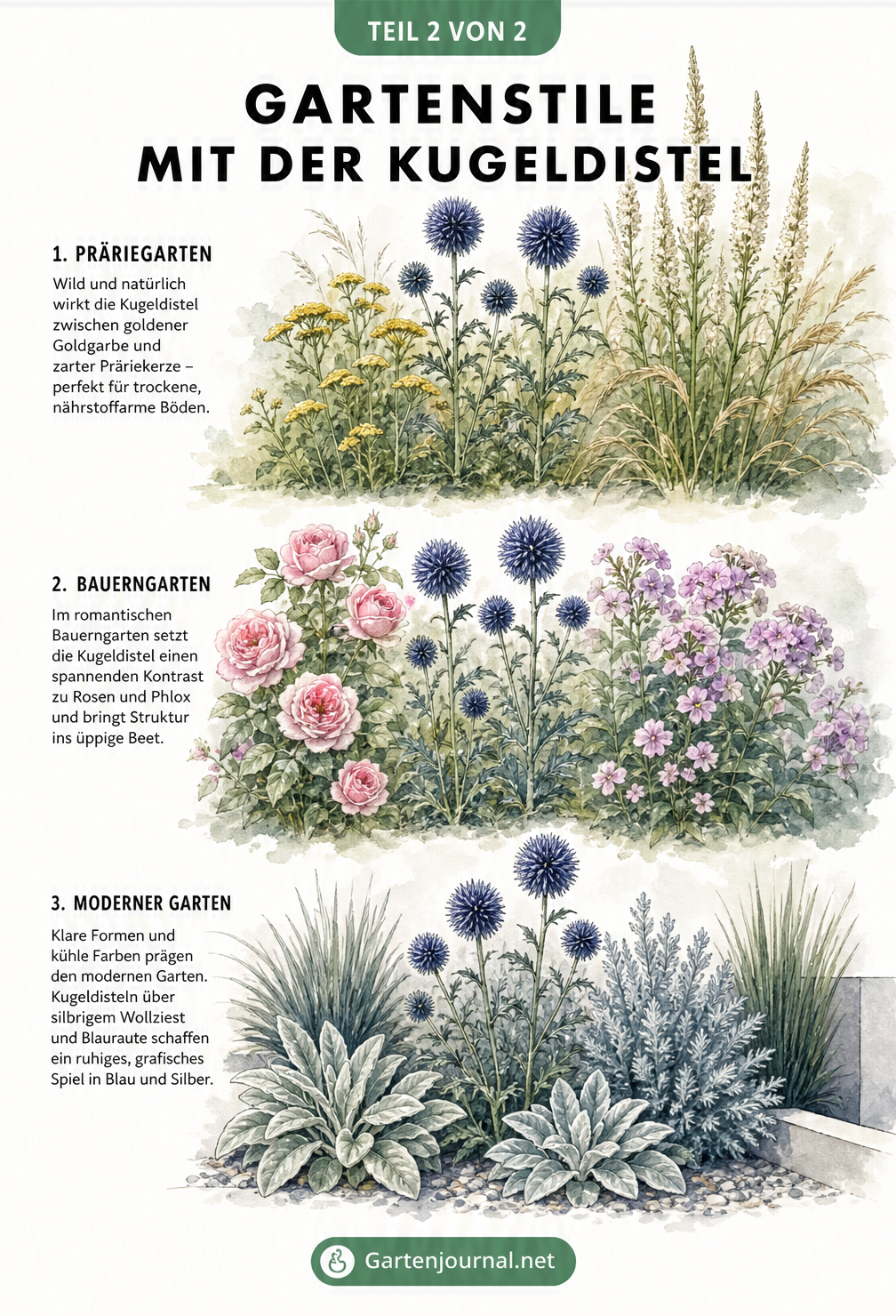 Drei Gartenstile mit Kugeldisteln: Präriegarten, Bauerngarten und moderner Garten