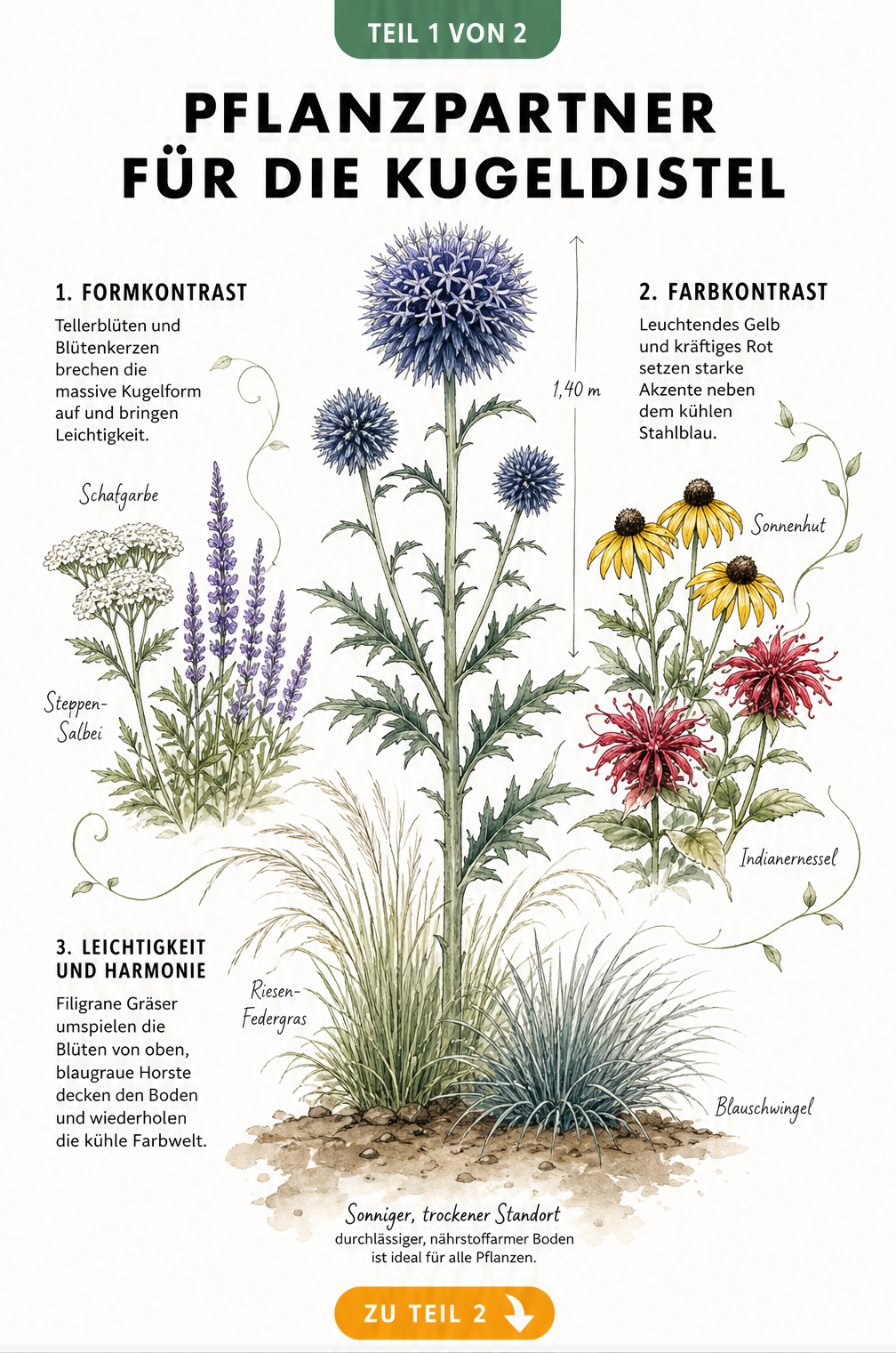 Illustration einer Kugeldistel mit passenden Pflanzpartnern wie Schafgarbe, Sonnenhut und Blauschwingel