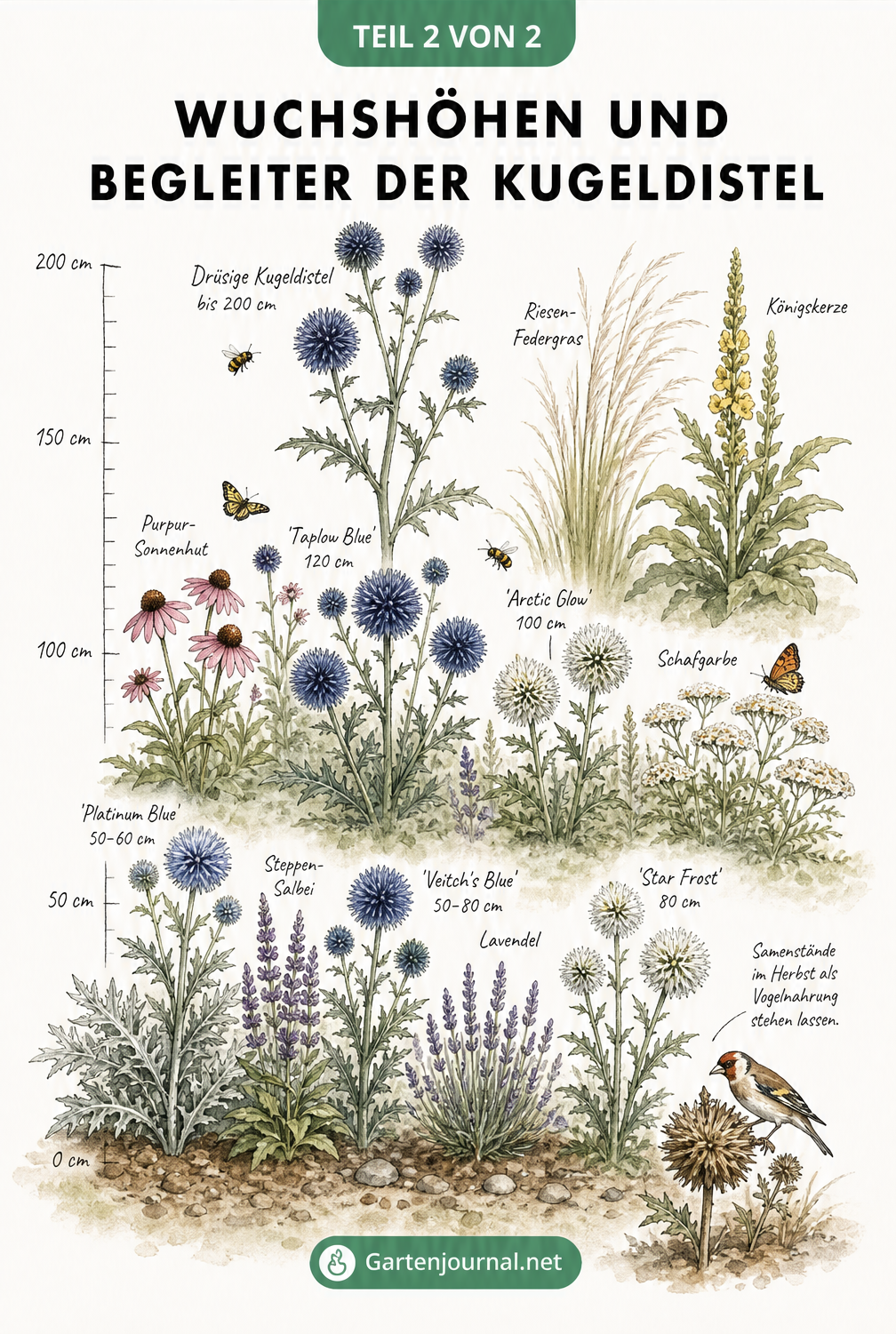 Illustration verschiedener Kugeldistel-Sorten im Beet mit passenden Begleitpflanzen wie Lavendel und Salbei
