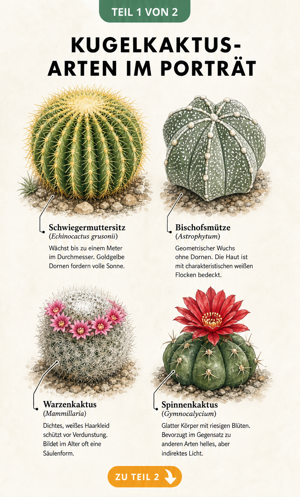 Illustration von vier verschiedenen Kugelkaktus-Arten: Schwiegermuttersitz, Bischofsmütze, Warzenkaktus und Spinnenkaktus mit ihren Merkmalen