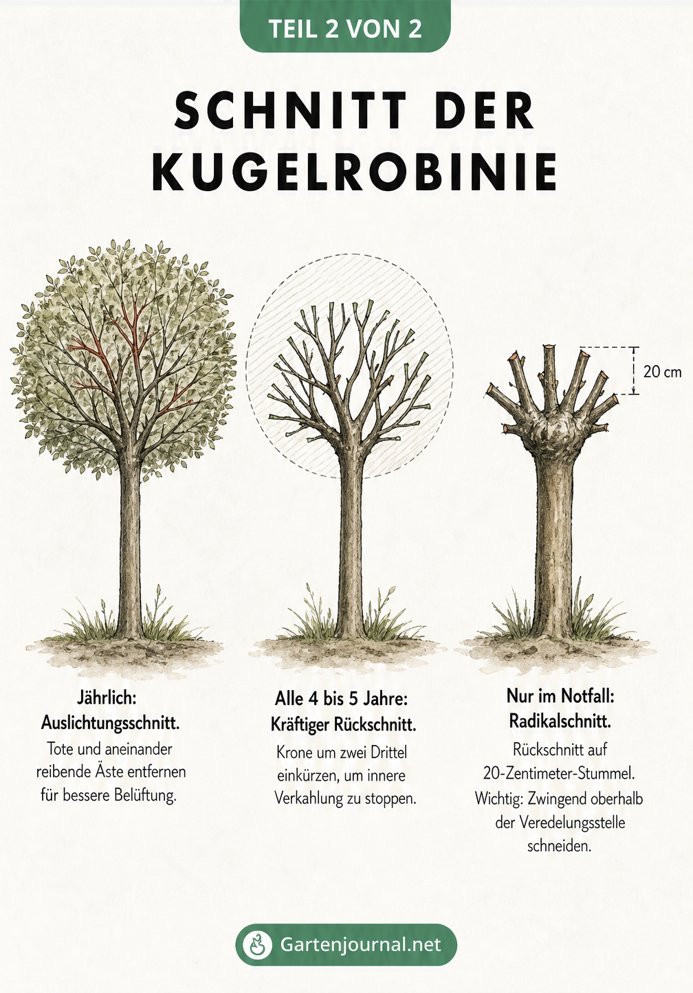 Drei Baum-Silhouetten einer Kugelrobinie, die den jährlichen Auslichtungsschnitt, den kräftigen Rückschnitt alle 4 bis 5 Jahre und den radikalen Notfallschnitt...
