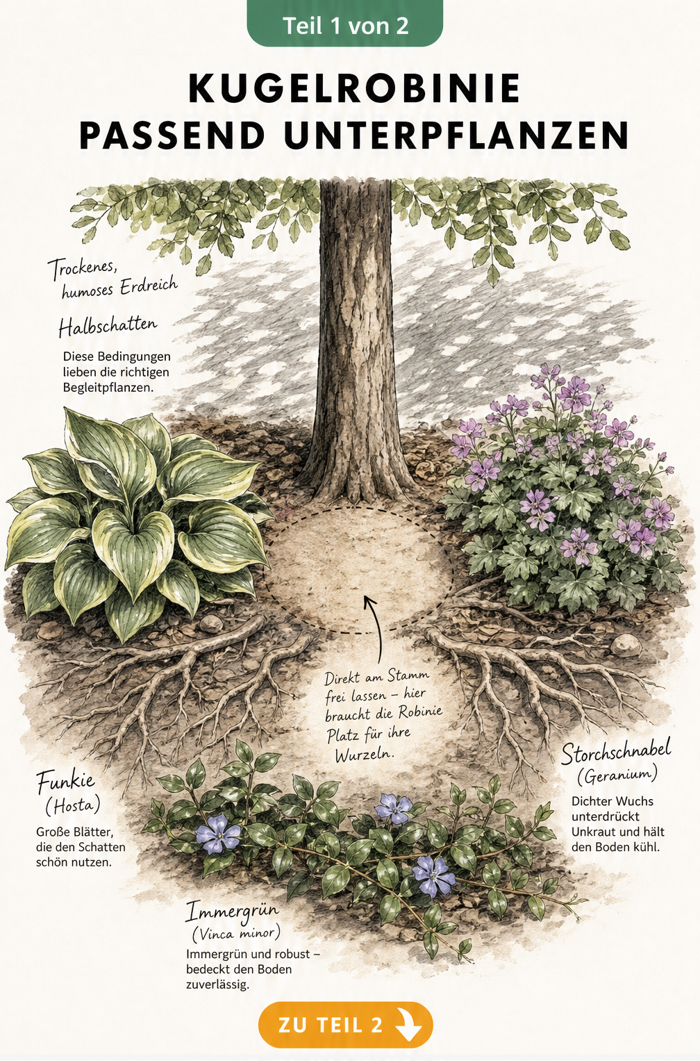 Illustration einer Kugelrobinie mit Wurzelwerk und Unterpflanzung durch Funkie, Storchschnabel und Immergrün im Halbschatten.