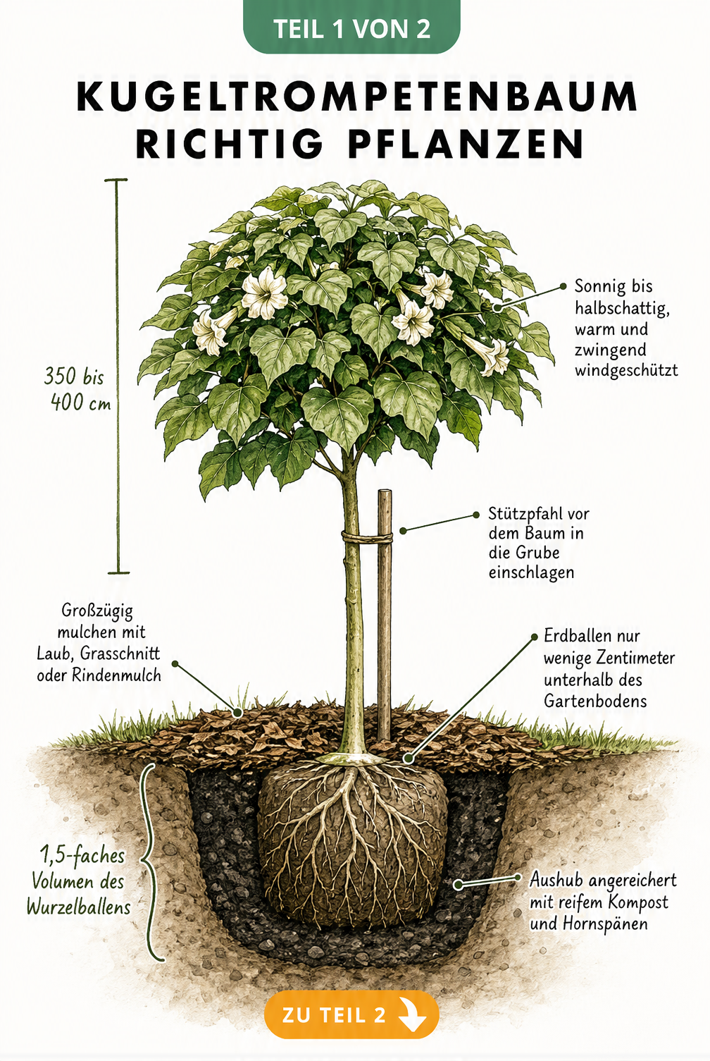 Querschnitt-Illustration eines Kugeltrompetenbaums im Boden mit Pflanzdetails wie Stützpfahl, Mulchschicht und Pflanzgrube.
