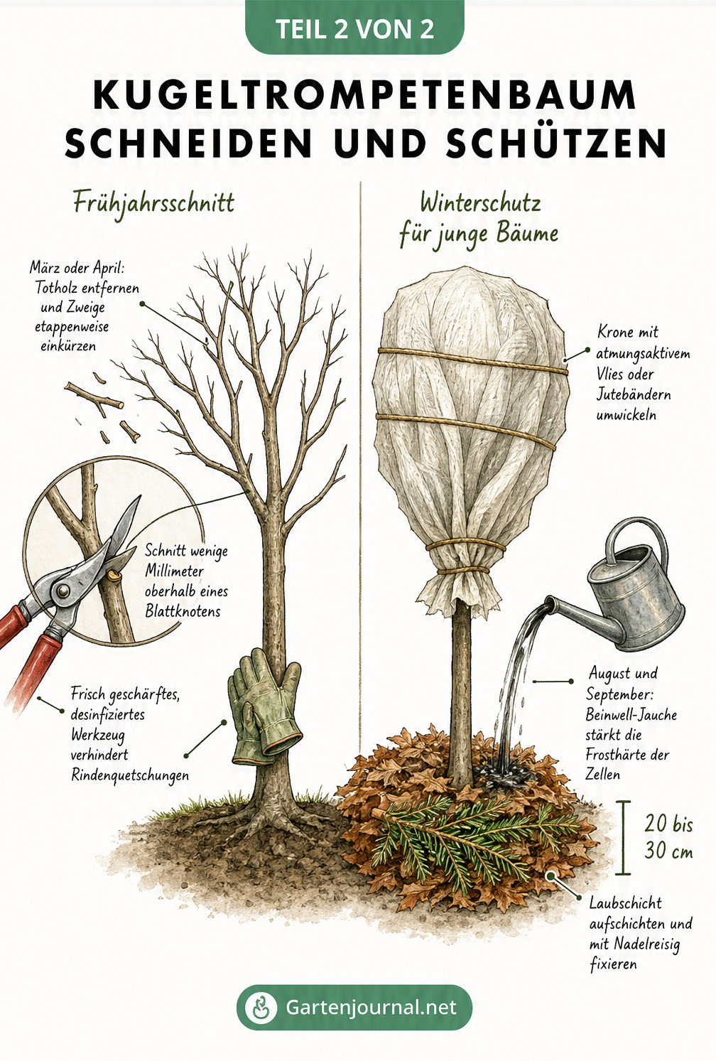 Zweigeteilte Illustration eines Kugeltrompetenbaums: links der Frühlingsschnitt mit Astschere, rechts der Winterschutz mit Vlies und Laubschicht.