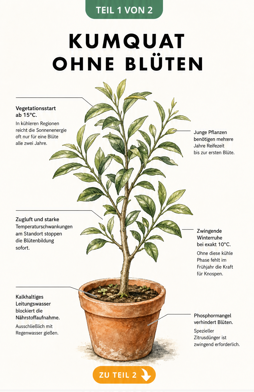 Botanische Illustration einer Kumquat im Topf mit Hinweisen zu Pflegefehlern, die die Blütenbildung verhindern.