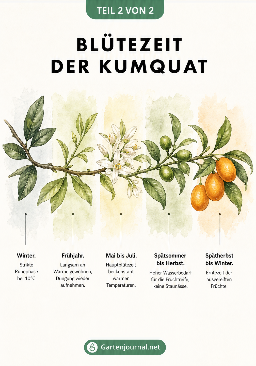 Aquarell-Zeichnung eines Kumquat-Astes, der die Entwicklung von der Winterruhe über die Blüte bis zur Fruchtreife zeigt.