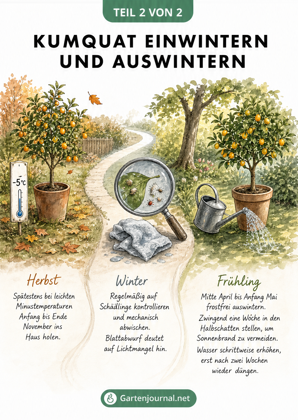 Zeitstrahl zur Überwinterung der Kumquat vom Einwintern im Herbst bis zum Auswintern im Frühling